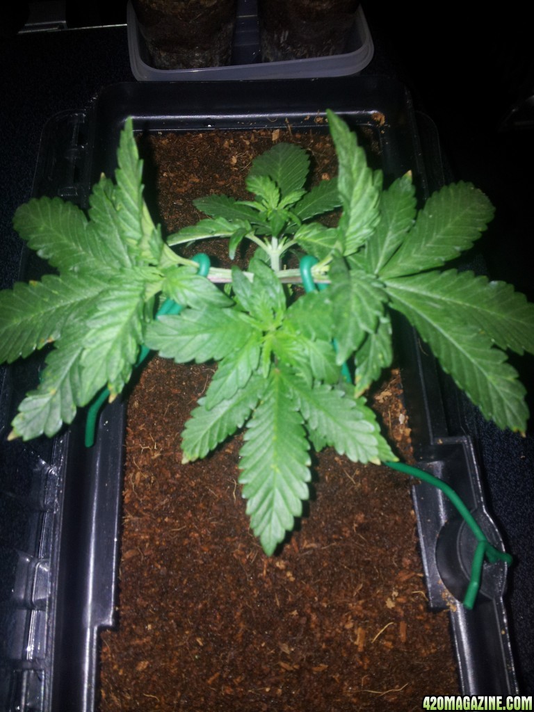 LST Cheese