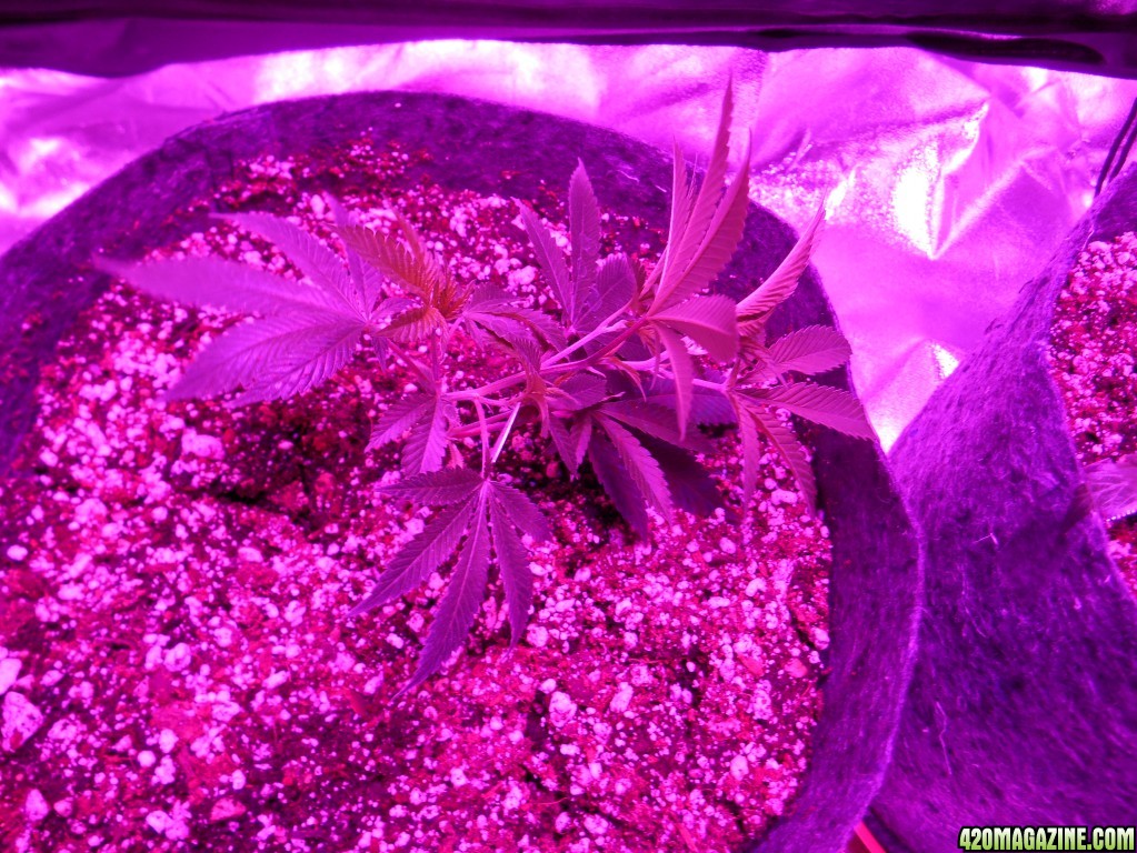 lst for the first time