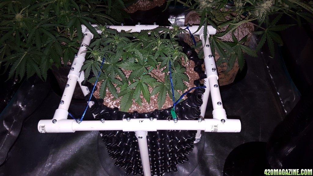 LST frame