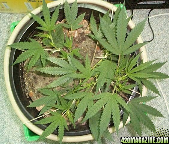 LST Guide
