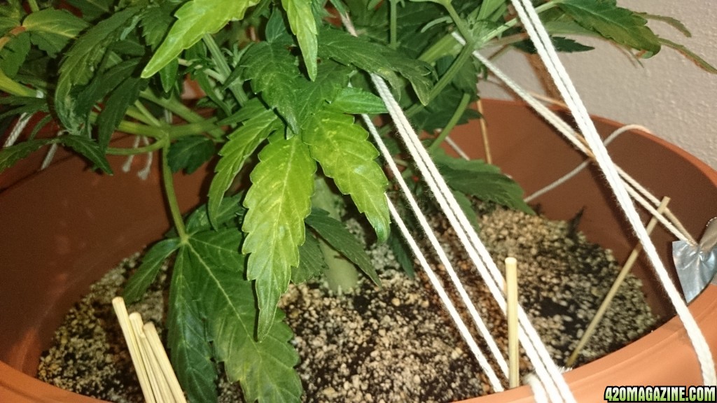 LST haze auto