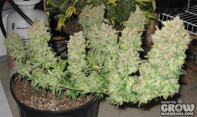 LST-Huge-Buds.jpg