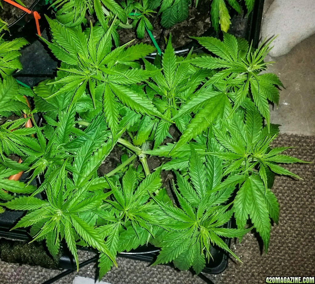 Lst Mexican Sativa