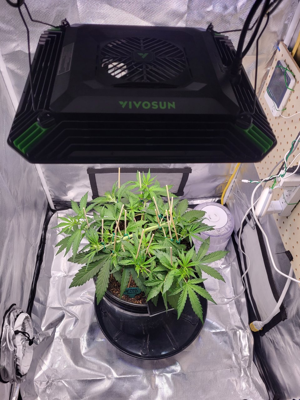 LST on Fruit Punch Auto under Vivosun AeroLight.jpg