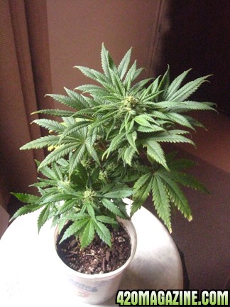 LST plant in smaller container