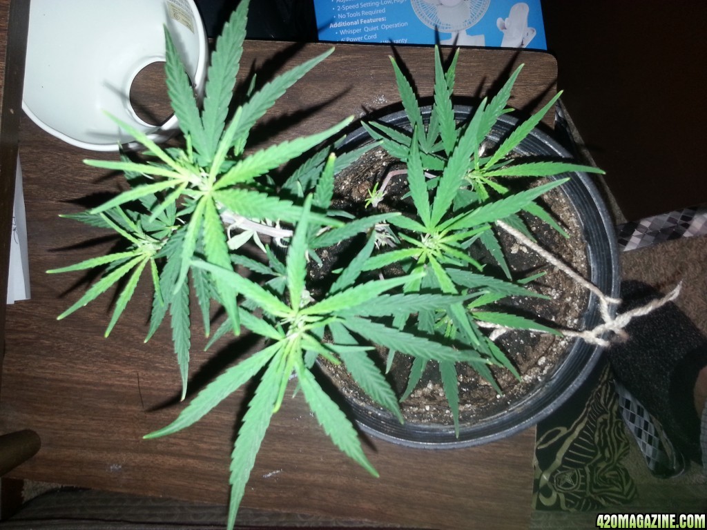 LST recovery