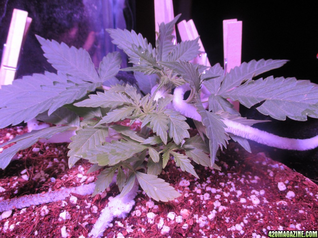 LST - Week 4