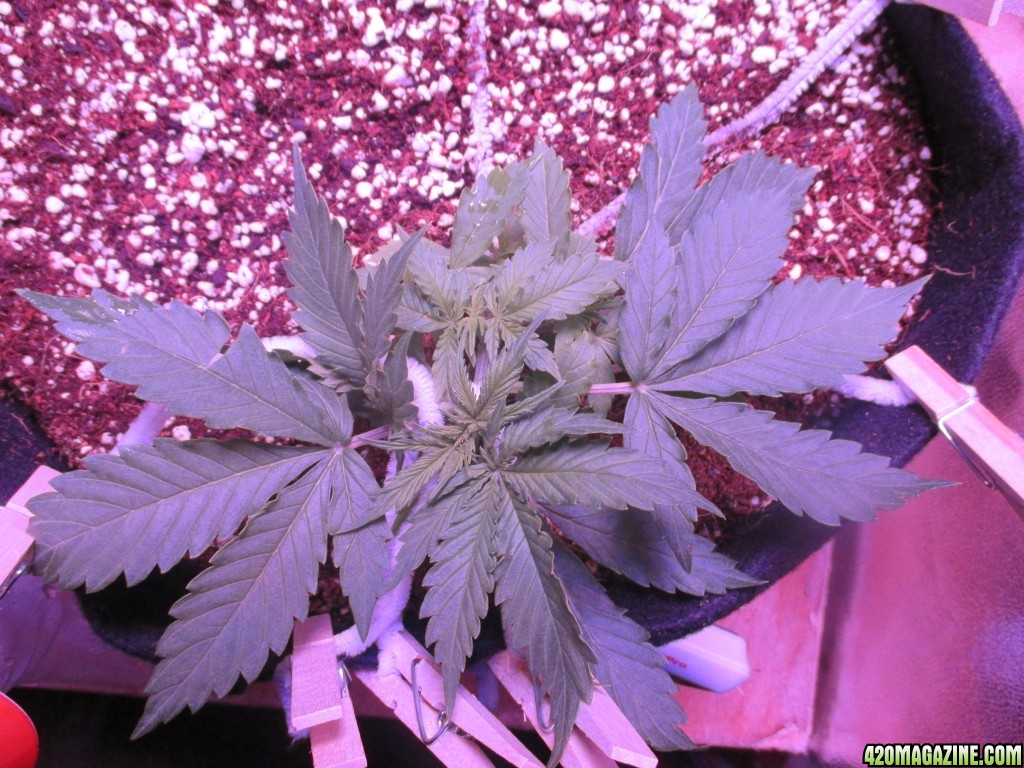 LST - Week 4