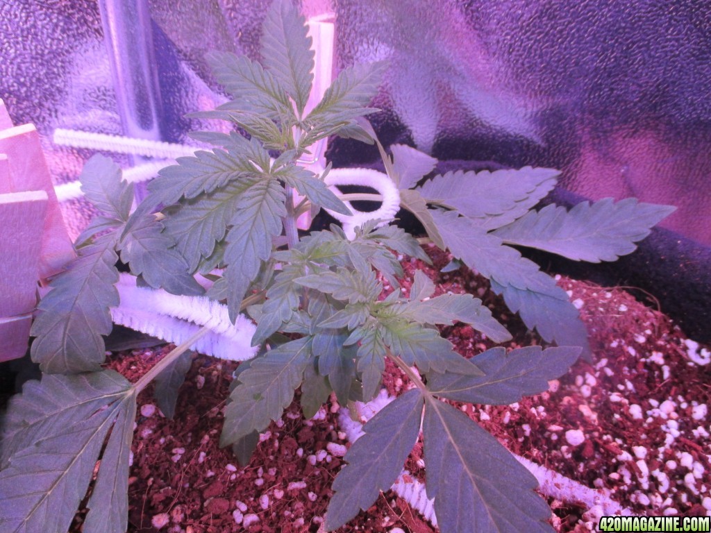 LST - Week 4