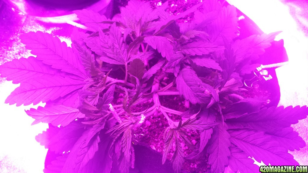 lst