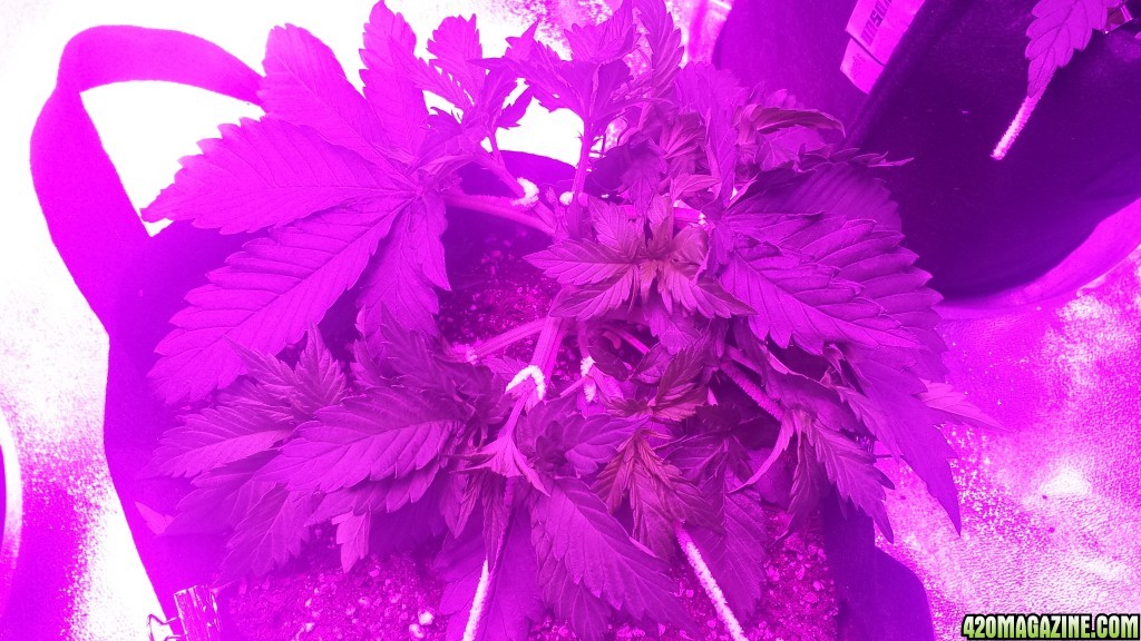 lst