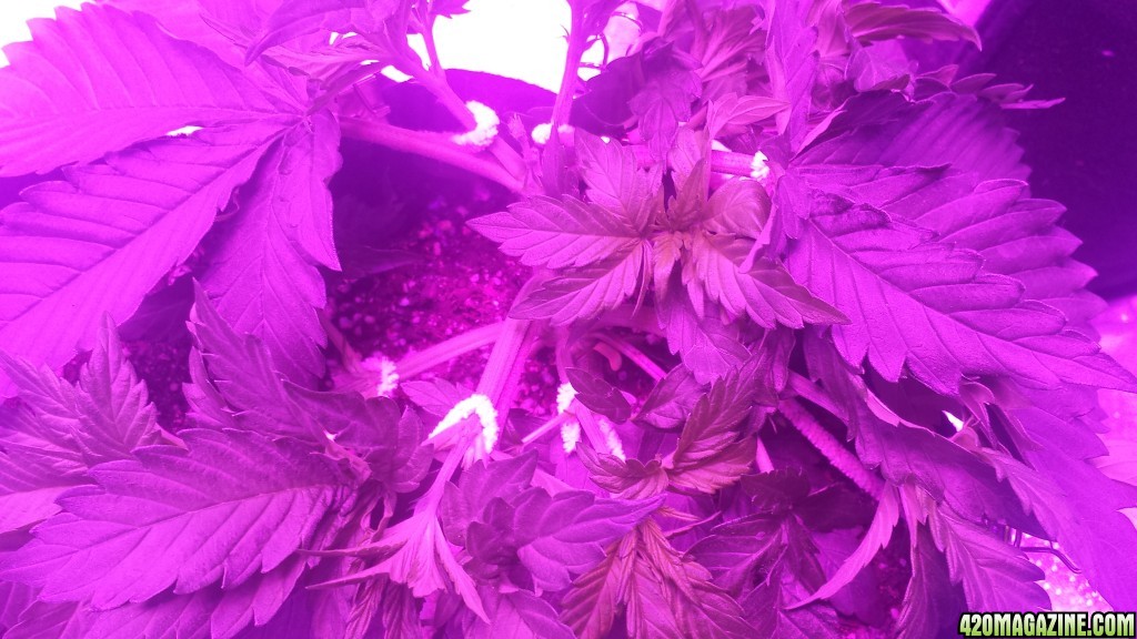 lst