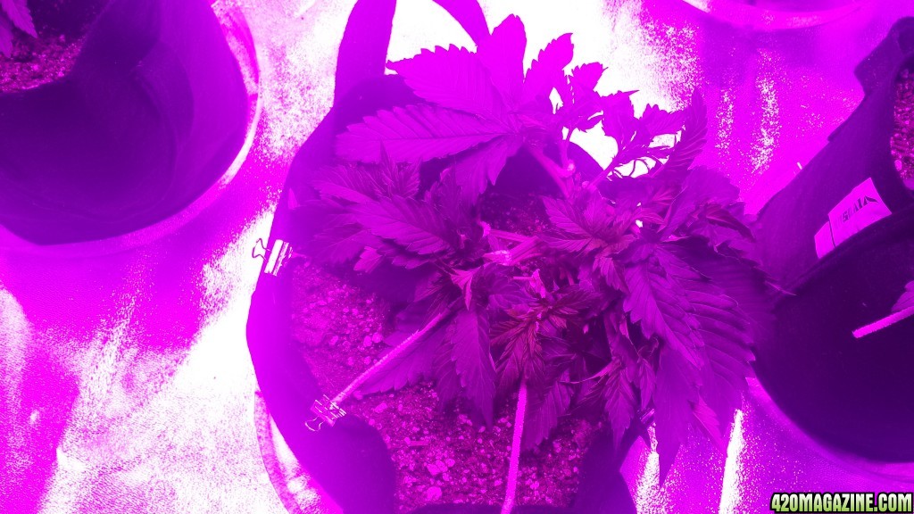 lst