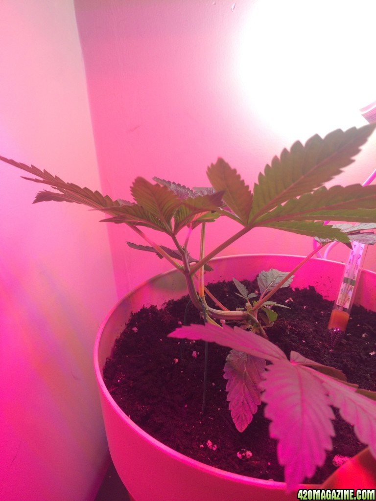 Lst