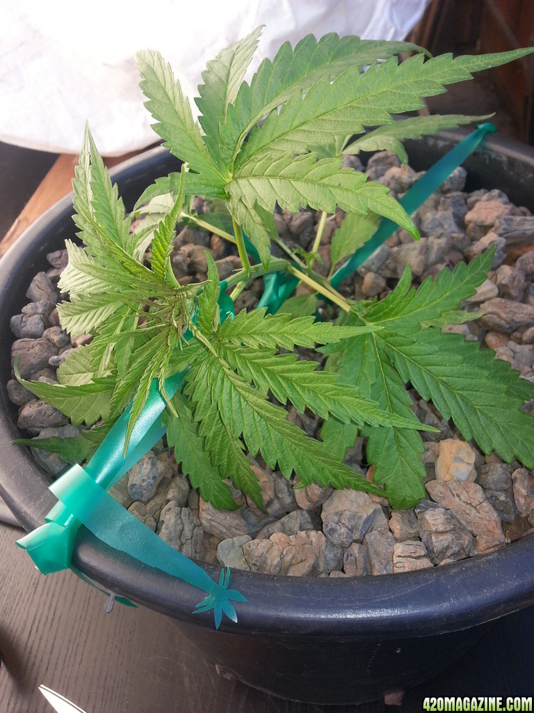 LST