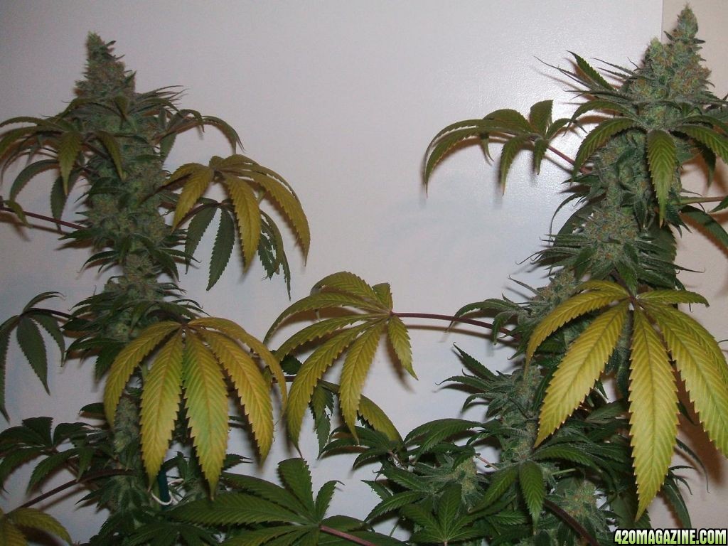 LUI_final_9wks_double_cola