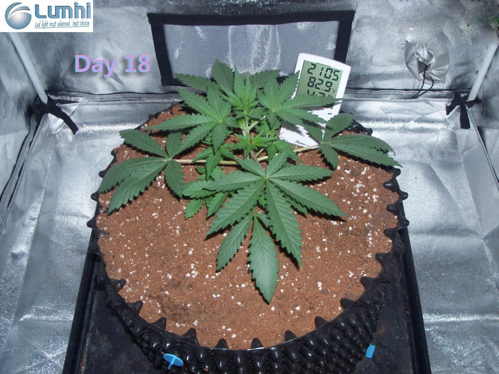 Lumini grow