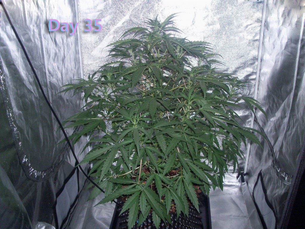 Lumini grow