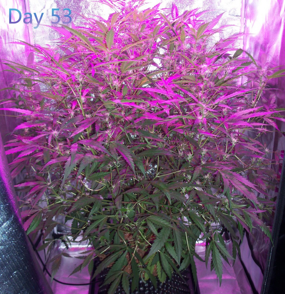 Lumini grow