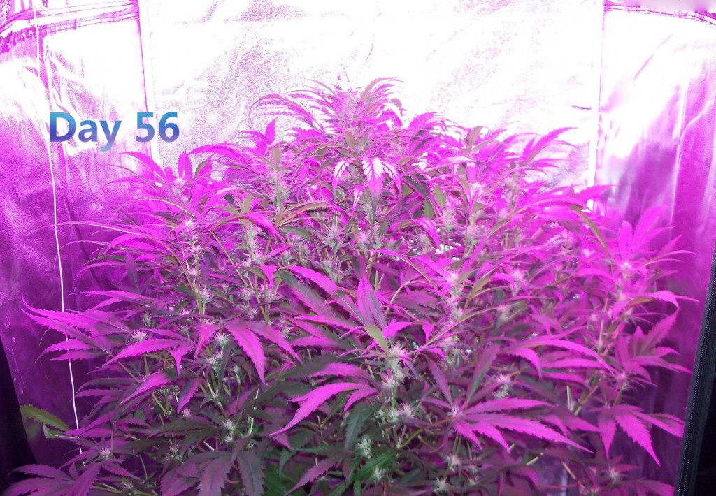 Lumini grow