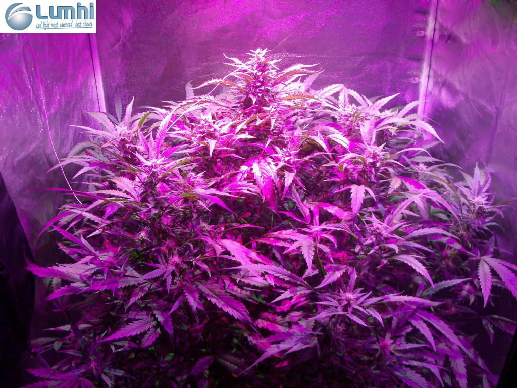 Lumini grow