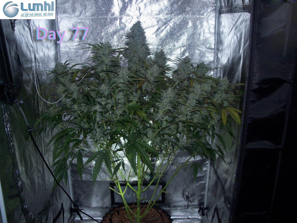 Lumini grow