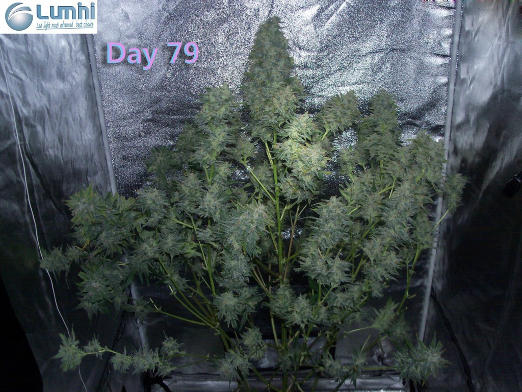 Lumini grow