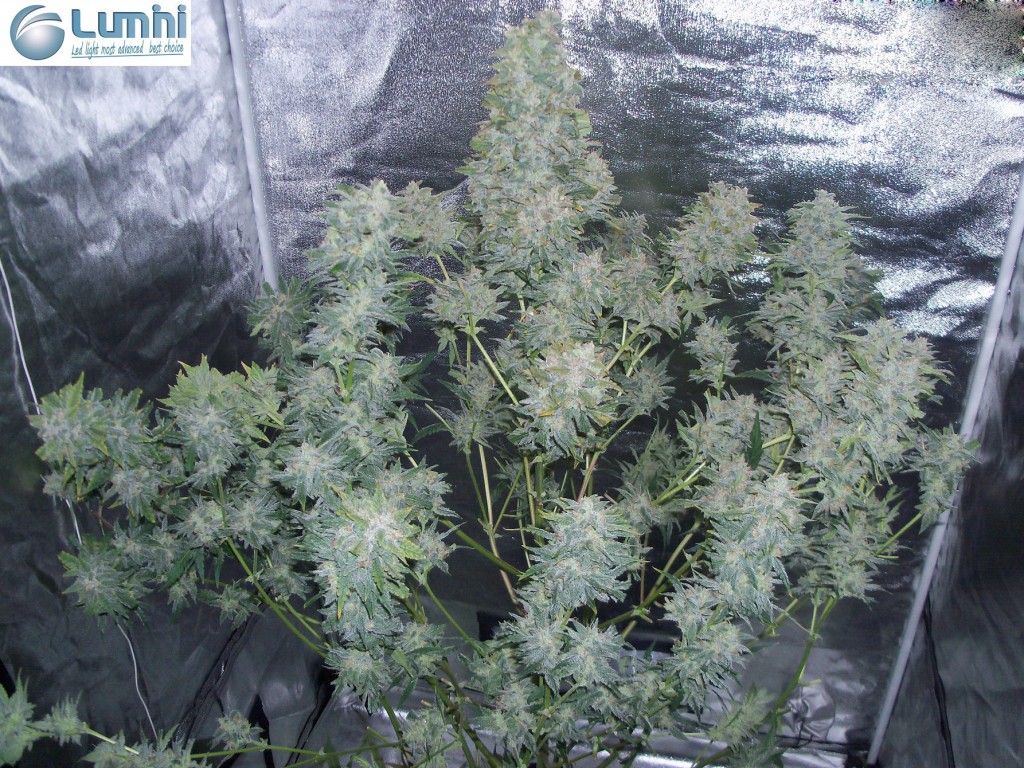 Lumini grow