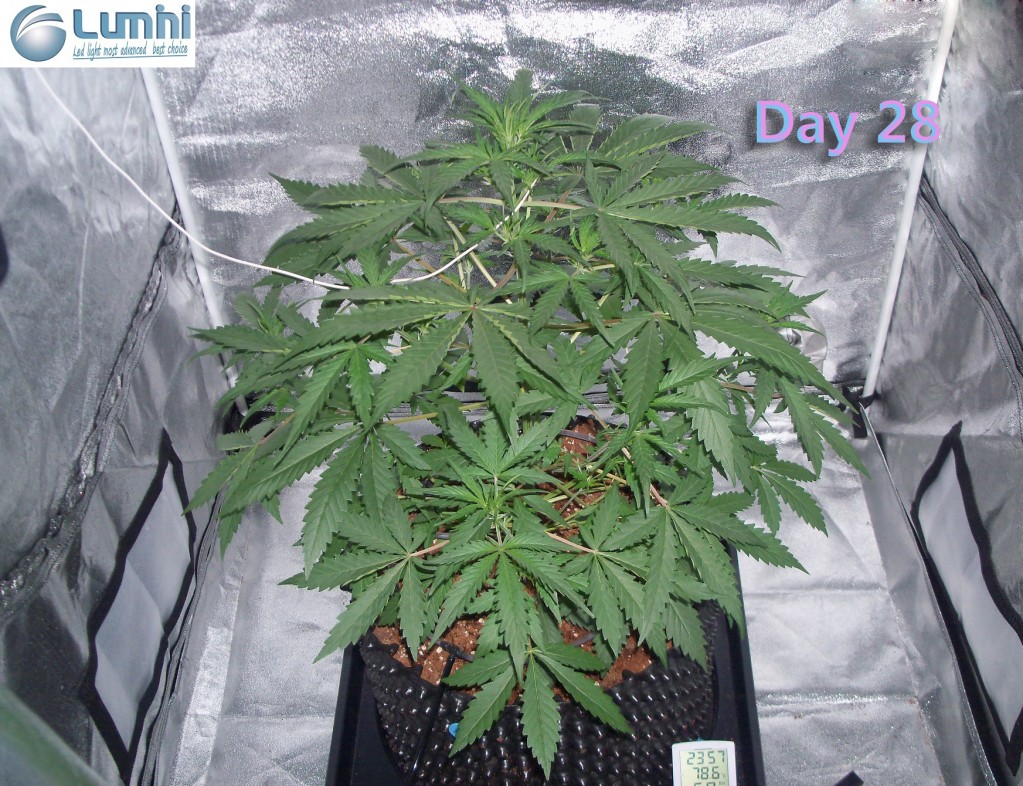 Lumini grow