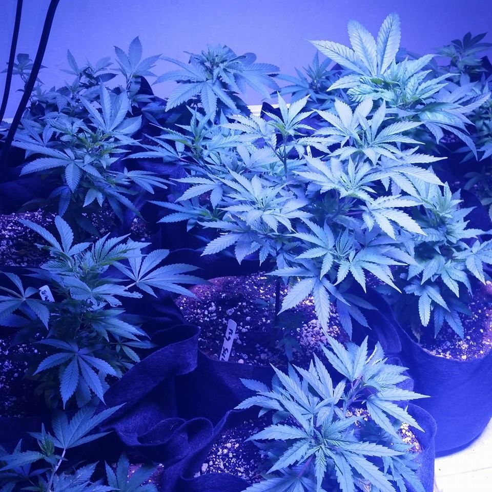 Lush LED Grown Photos