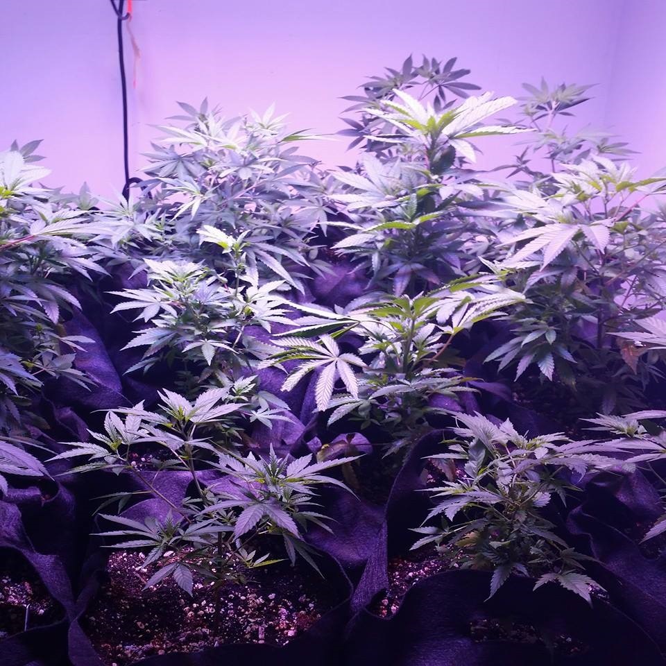 Lush LED Grown Photos