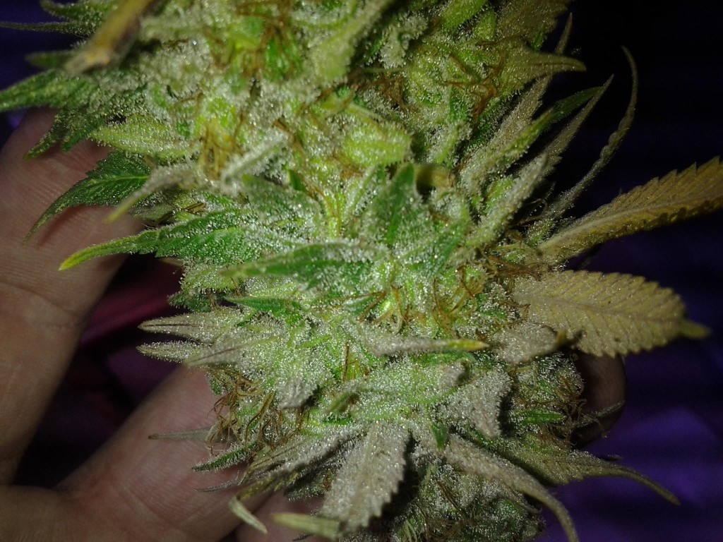 Lush LED Grown Photos