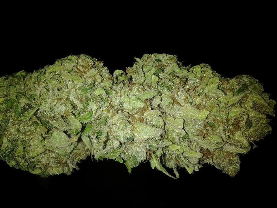 Lush LED Grown Photos