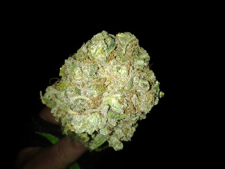 Lush LED Grown Photos