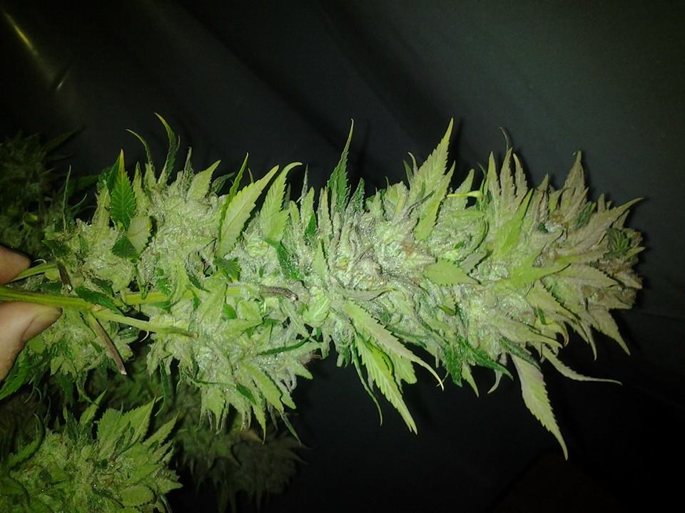 Lush LED Grown Photos