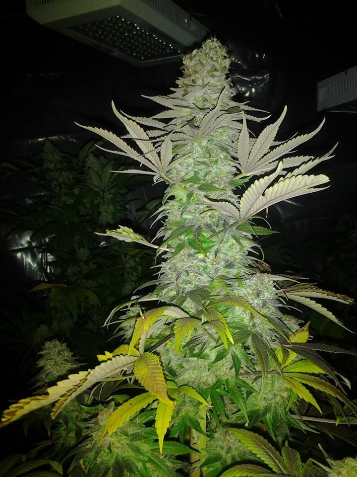 Lush LED Grown Photos