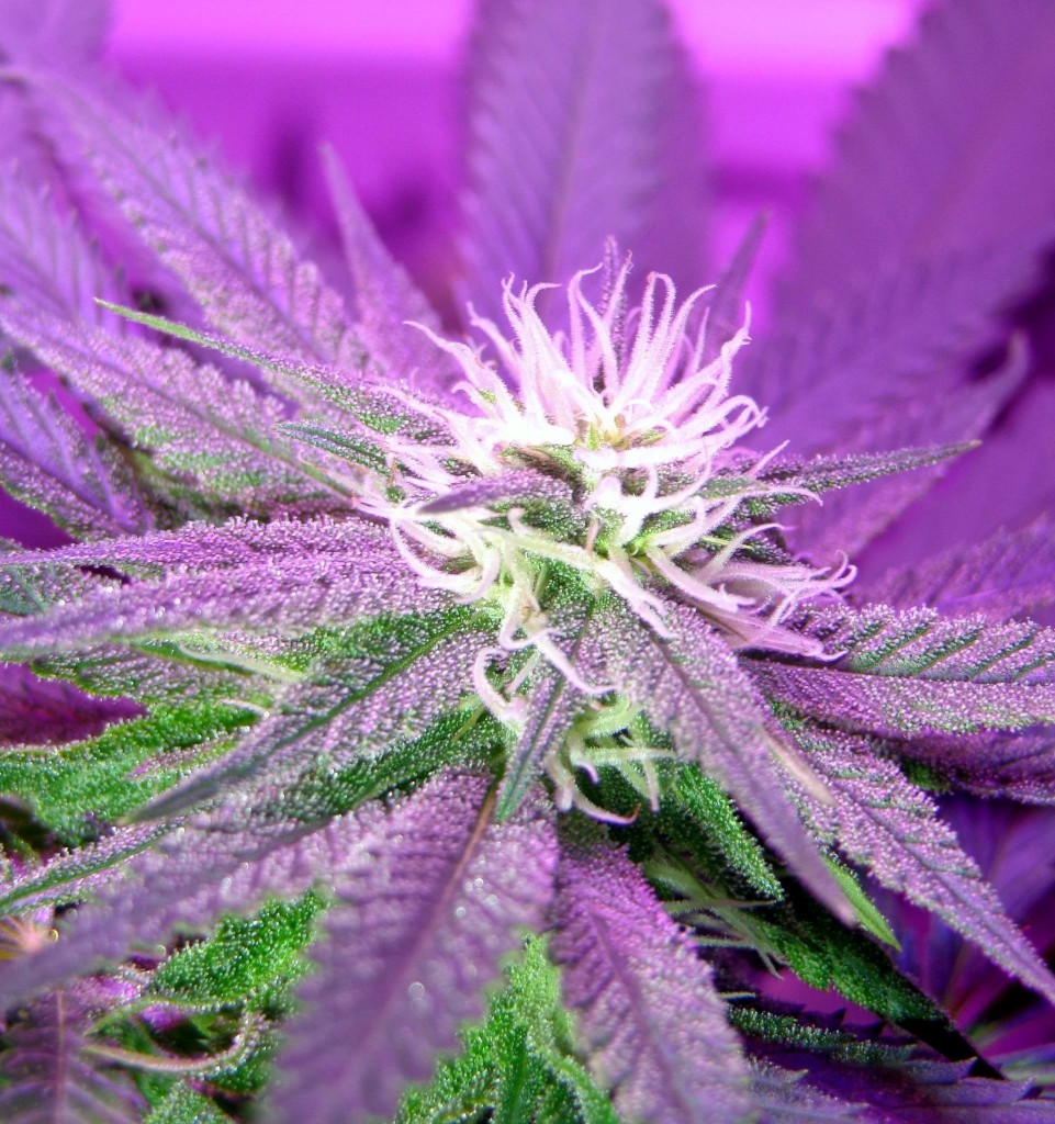 Lush LED Grown Photos