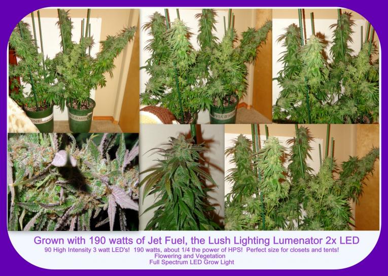 Lush LED Grown Photos