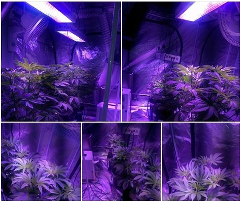 Lush LED Grown Photos