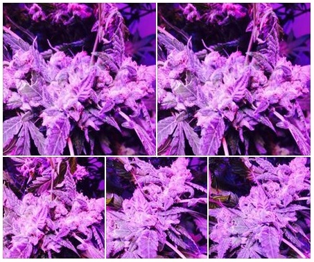 Lush LED Grown Photos