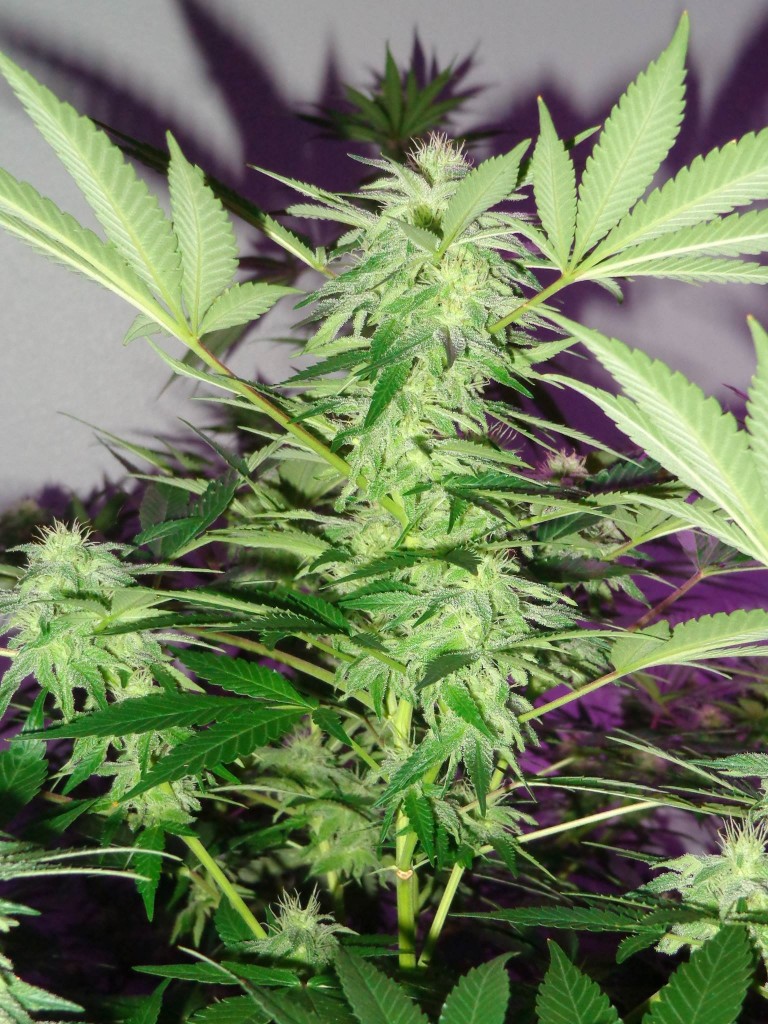 Lush LED Grown Photos