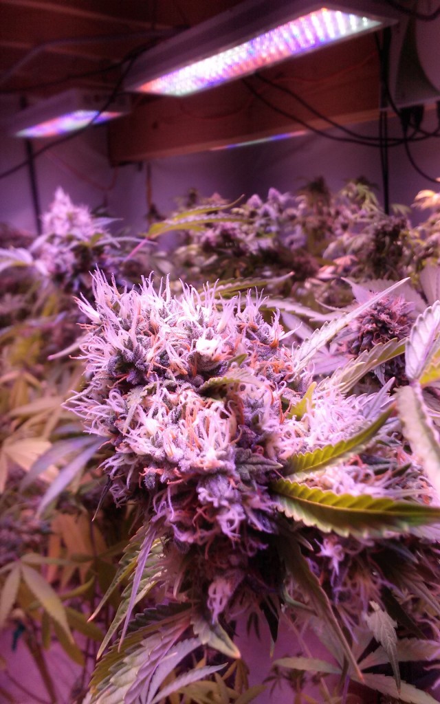 Lush LED Grown Photos