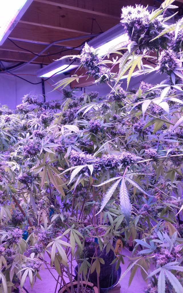 Lush LED Grown Photos