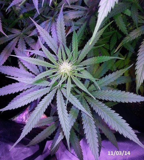 Lush LED Grown Photos