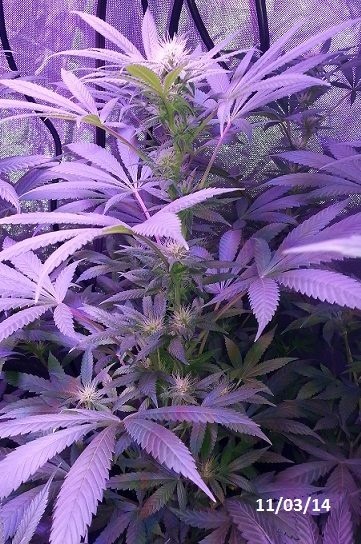 Lush LED Grown Photos