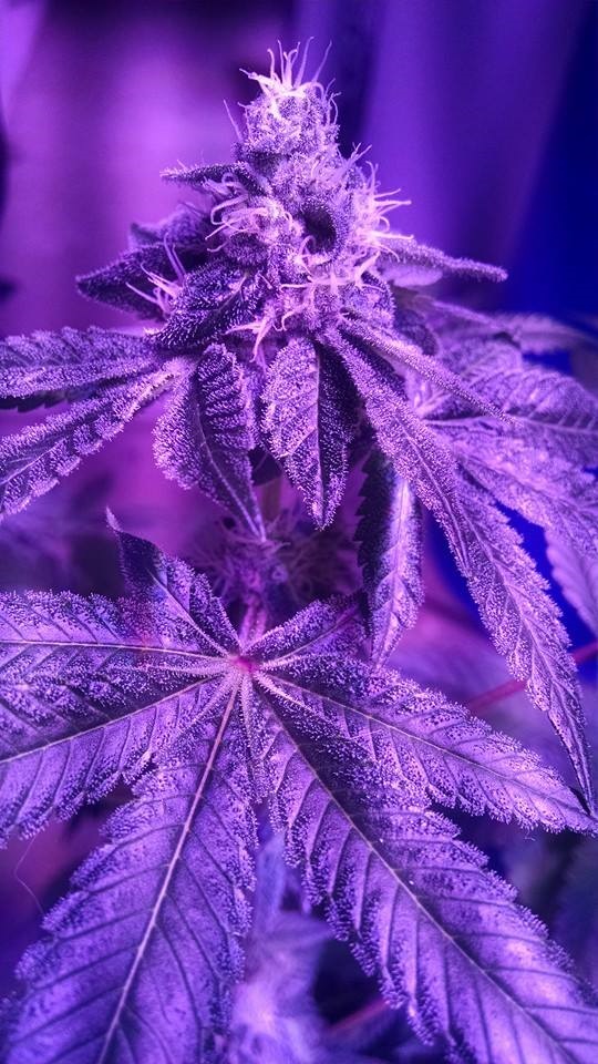 Lush LED Grown Photos