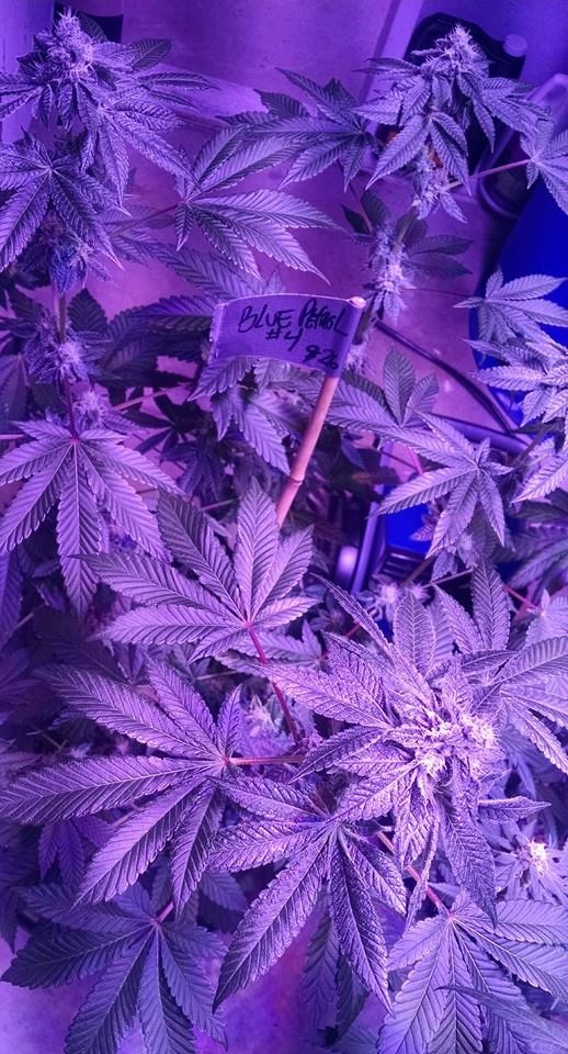 Lush LED Grown Photos