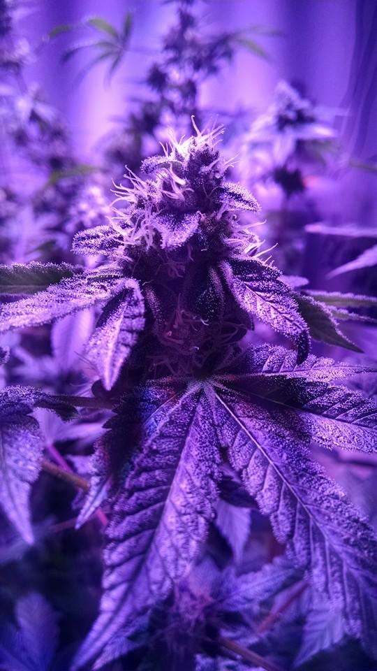 Lush LED Grown Photos