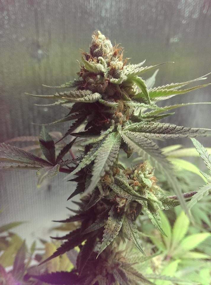 Lush LED Grown Photos