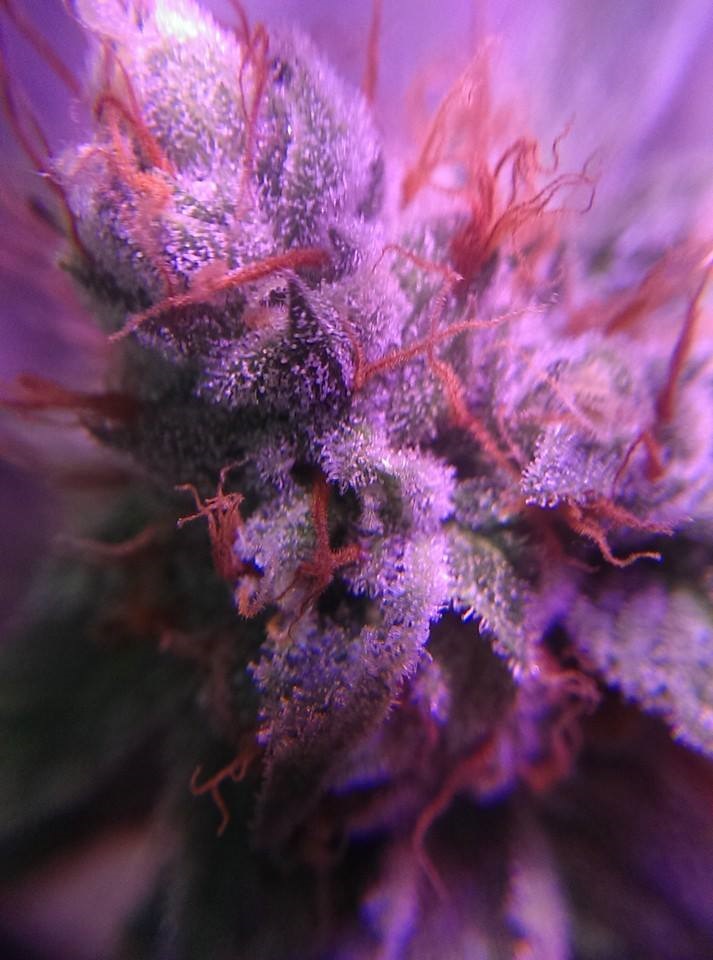 Lush LED Grown Photos